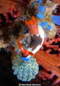 Nudibranch on ascidia
Komodo 2009
Nikon D200. 60 micro,... by Marchione Giacomo 